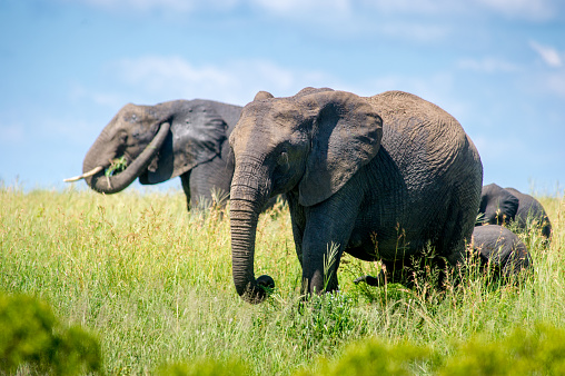 Elephant traffic