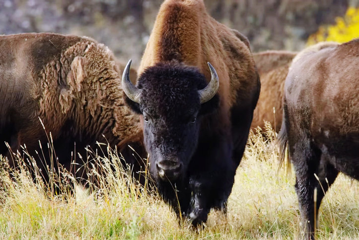 American Bison Walked In The Savanna