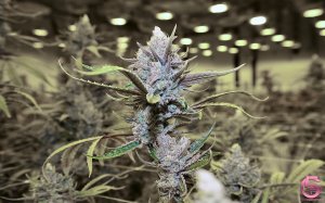 Cam'ron X GFive Cultivation X Pynk Mynk