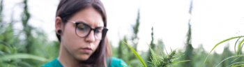 Young woman examining cannabis plants.