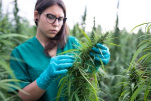 Young woman examining cannabis plants.