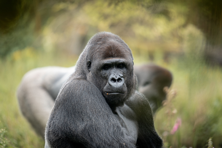 Majestic gorilla in natural habitat