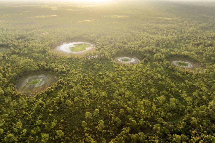 Florida wetlands with water between green wild vegetation. Tropical ecosystem at sunset